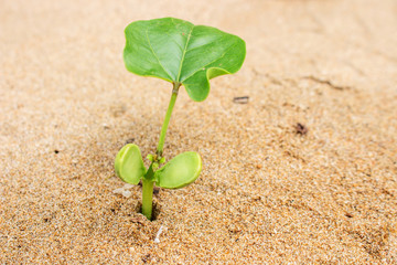 Plant on Beach Sand