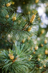 Young cones pine conifer close-up on branches. Blurred background. Branches of an eternally green tree and young shoots of cones