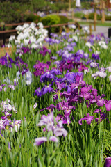 Obraz premium 花菖蒲