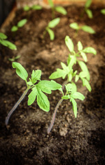 Small tomato seedling in growing. Early spring planting. Group of  sprouts growing out from soil.