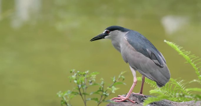 Night Heron on lake