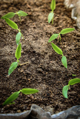 Small green peper seedling growing in soil. Early spring planting.