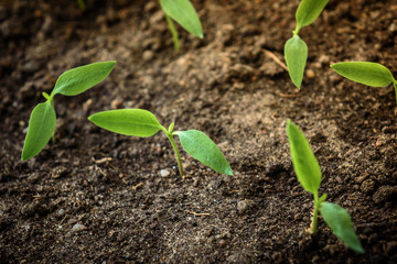 Small green peper seedling growing in soil. Early spring planting.