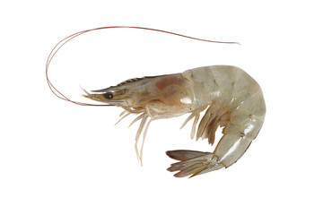 Fresh shrimp isolated on white background, clipping path