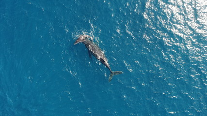 ホエールウォッチング