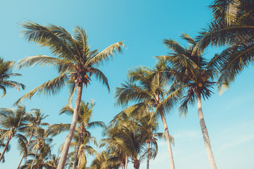 Palm tree on tropical beach with blue sky and sunlight in summer, uprisen angle. vintage instagram filter effect