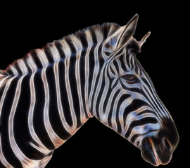 Portrait of a zebra isolated on black background