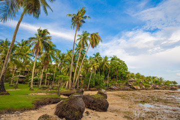 Tranquil sea beach with sand and rocky beach and coconut palm tree