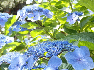 青色の紫陽花