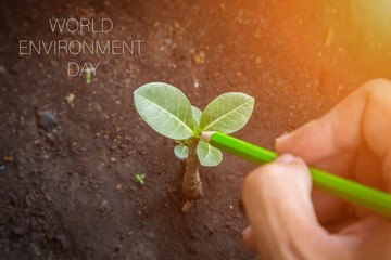 World environment day, human is painting tree by color pencil.