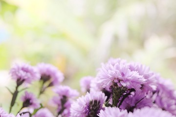 Obraz premium Purple Marguerite daisy flowers blooming decorate in natural garden background.Felicia amelloides (Blue Marguerite). Ultra violet color of 2018. Copy space