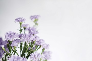 Purple Marguerite daisy flowers blooming decorate in natural garden background.Felicia amelloides (Blue Marguerite). Ultra violet color of 2018. Copy space