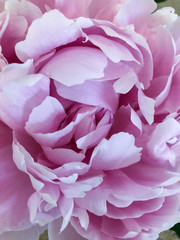 Obraz premium peony