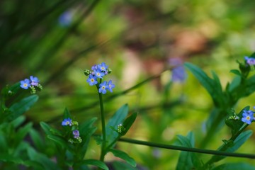 Forget‐me‐not (Myosotis scorpioides)
