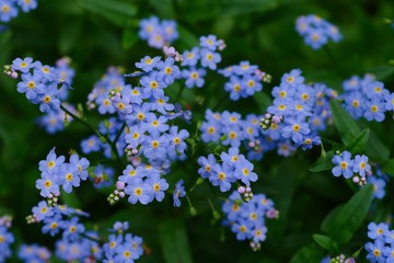 Fototapeta premium Forget‐me‐not (Myosotis scorpioides) 