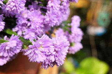 Purple Marguerite daisy flowers blooming decorate in natural garden background.Felicia amelloides (Blue Marguerite). Ultra violet color of 2018. Copy space