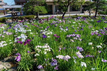 堀切菖蒲園