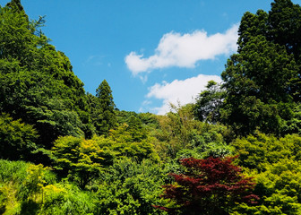 Valley green of Chiba JAPAN