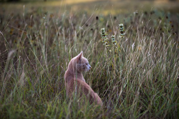 Young orange shorthair tabby sitting in grass 