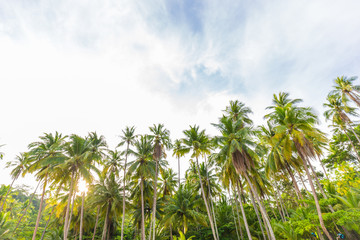 Fototapeta na wymiar Coconut palm tree on tropical beach morning nature view at Koh Kood