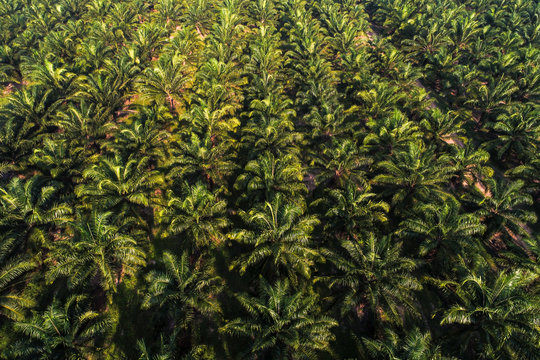 Aerial view of oil palm tree plantation field