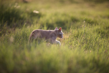 Young shorthair orange tabby cat exploring in a grassy field