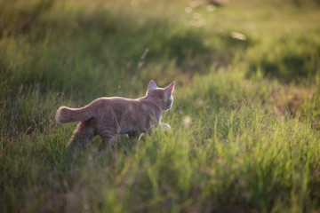 Young shorthair orange tabby cat exploring in a grassy field