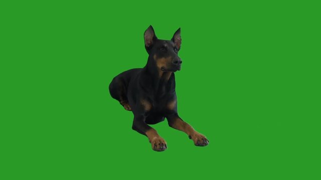 Doberman Pinscher lies and lickens on the green screen