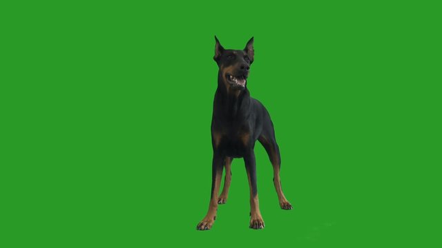 beautiful doberman pincher stands and looks at the green screen