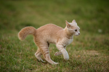 Young orange shorthair tabby cat running in a grassy field