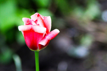 Beautiful Red Tulip, flower in the garden