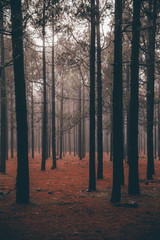 Herbst Wald im Nebel orange düster und Mystisch Märchenwald