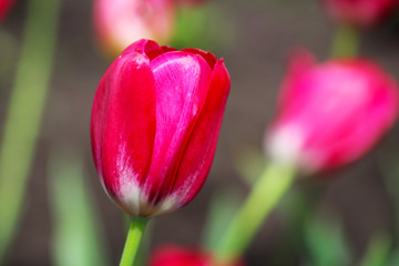Naklejka premium Beautiful Red Tulips, flower in the garden
