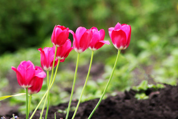 Obraz na płótnie Canvas Beautiful Red Tulips, flower in the garden