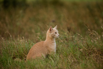 Young shorthair orange tabby cat exploring in a grassy field