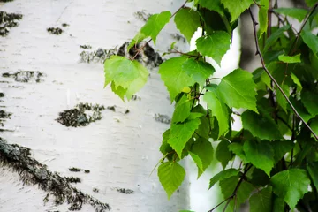 Papier Peint photo Arbres Birch trunk and leaves, beautiful nature
