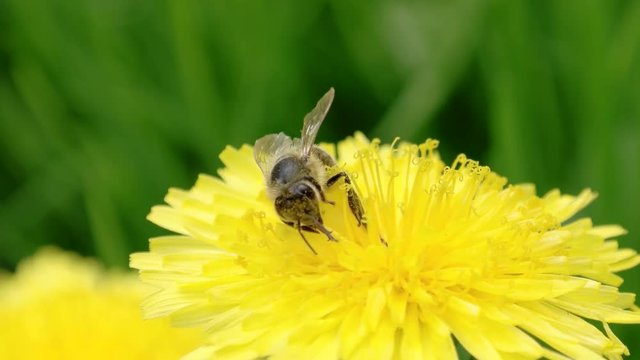 bee working on a flower collects pollen and nectar