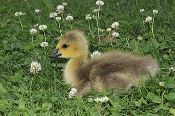 Gans Küken