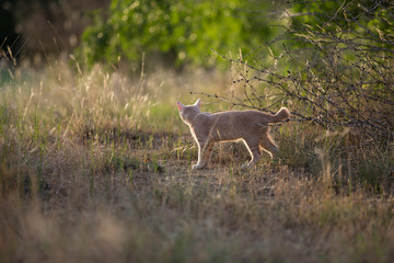 Young orange shorthair tabby cat exploring in the grass field