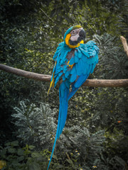 Peruvian Parrot