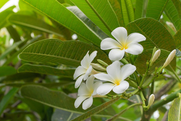 Natural background, Frangipani, Plumeria flowers, Temple tree, Pagoda tree.