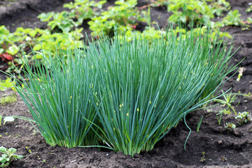 green onions growing in the garden