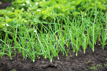 green onions growing in the garden