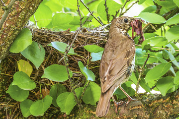 A nest of  song thrush. Thrush brought food for the young chicks. The song thrush breeds in forests, gardens and parks.