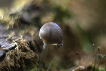 a close-up shot of mushrooms