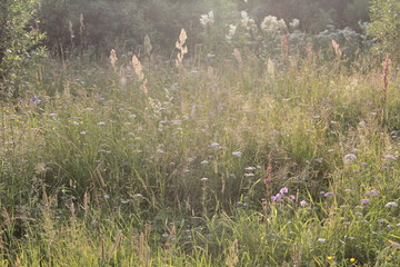 grass, nature, landscape, field