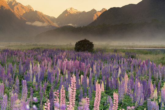Fototapeta Purple lupine flower with mountain background morning view, New Zealand natural landscape background