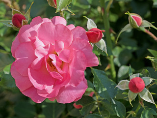 Obraz premium Rote Rosen, Red Roses