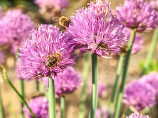 Rich purple chive flowers in blossom. Purple chives flowers growing