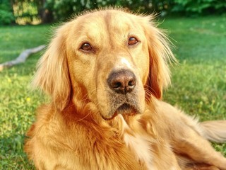 Young golden retriever is relaxing on grass  in the park.  Sweet retriever sitting